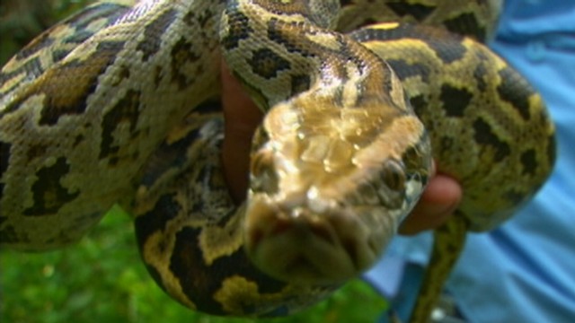 Hunting for Giant Pythons
