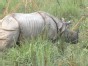 Into the Wild: Rescuing Rhinos