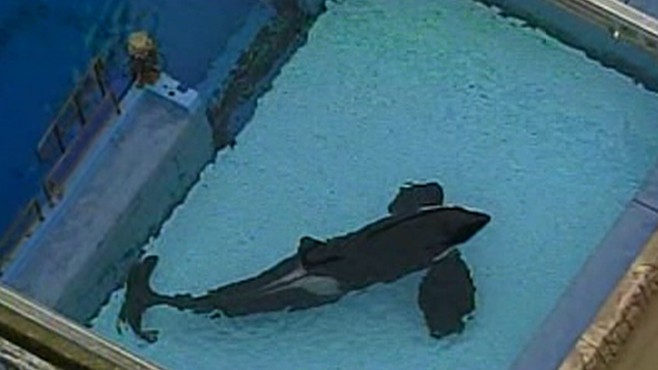 Death At Seaworld Video Abc News