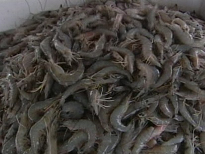 Gulf Shrimp: Good Enough to Eat?