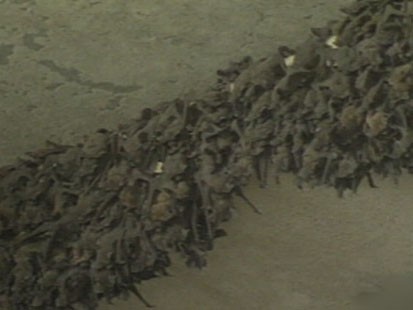 bats