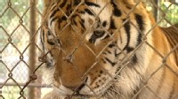 With Tigers Living Next Door Exotic Pet Insurance Business Soars abc ntl tigers 120224 wl