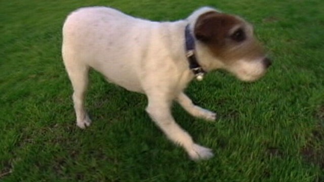 Golden Collar Awards Go to the Dogs