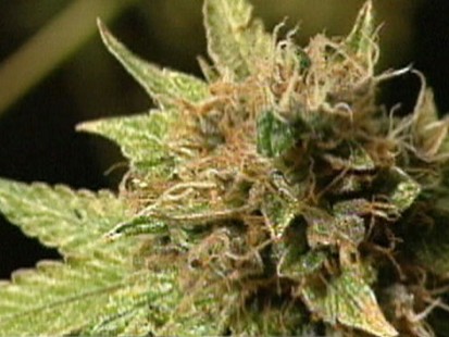 VIDEO: Should Pot Be Legalized?