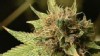 VIDEO: Should Pot Be Legalized?