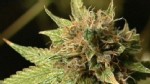 VIDEO: Should Pot Be Legalized?