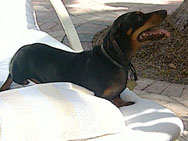 pet vacation