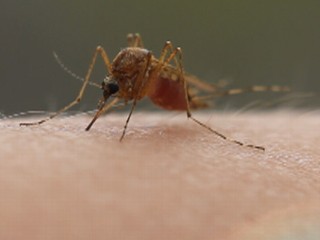 Watch: West Nile Virus: Fighting to Contain Deadly Outbreak
