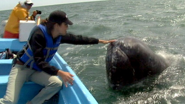 Could Arctic Drilling Hurt Gray Whales?