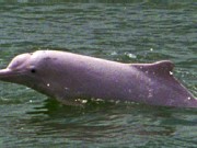 The Elusive Pink Dolphin