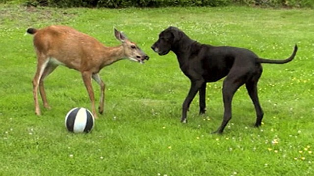 Video: Cutest Animal Odd-Couples