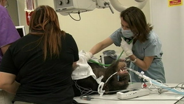 '?Zoobiquity': Animal, Human Health Links