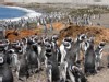 Magellanic Penguins
