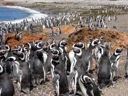 Magellanic Penguins