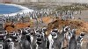 Photo: Penguins of Punta Tombo: Charming, but in Trouble: Study of World's Largest Colony of Magellanic Penguins Shows Population in Steep Decline