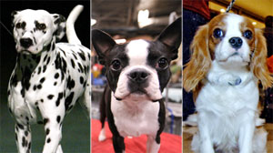 Best of Breed? Pedigree Dogs Face Disease