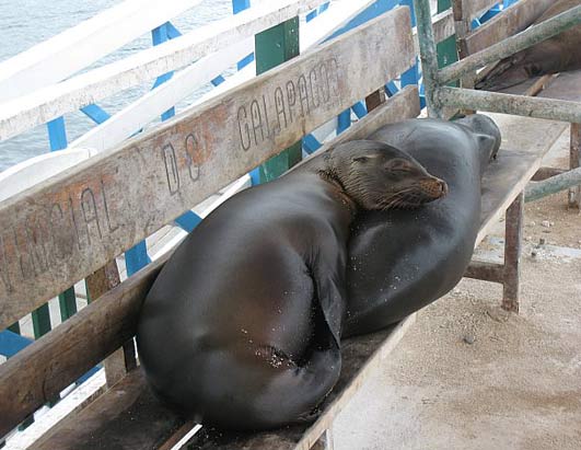Galapagos