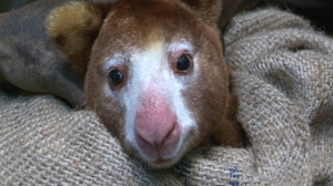 Tree Kangaroos: Meet These Never-Before-Seen Creatures in the Wild