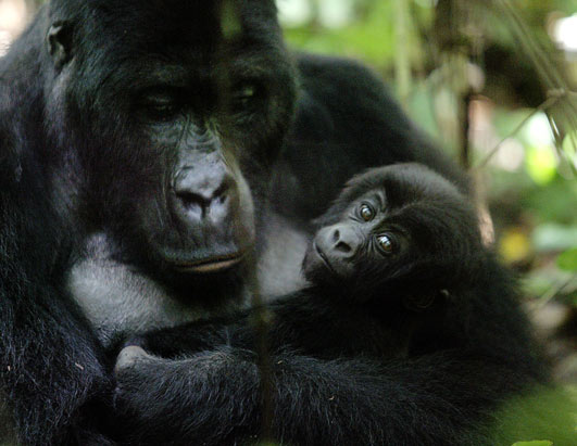 Gorillas