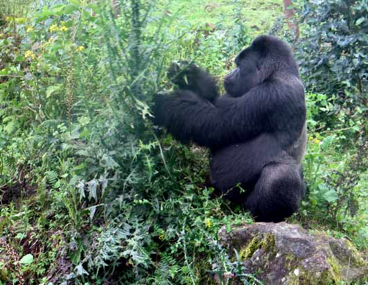 Gorillas