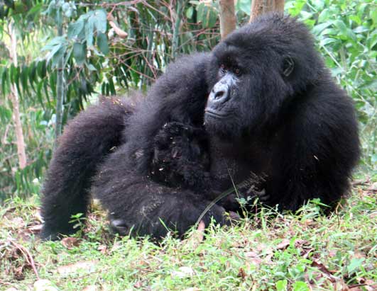 Gorillas