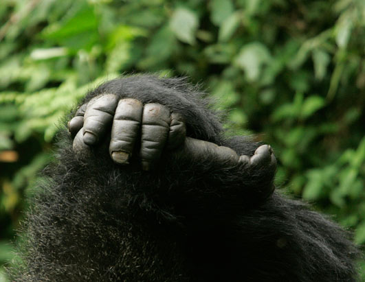 Gorillas