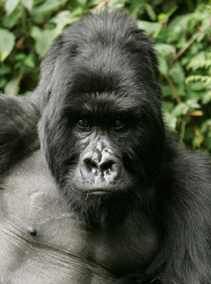 Gorillas