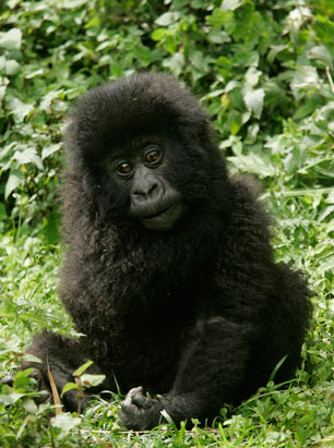Gorillas