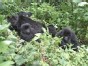 Saving the Gorillas