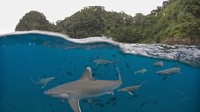 'Shark Island': An Experiment in Survival