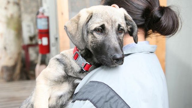 PHOTO: Athena, a stray dog, was found on a base in Kunar province in Afghanistan and adopted by U.S. soldiers.