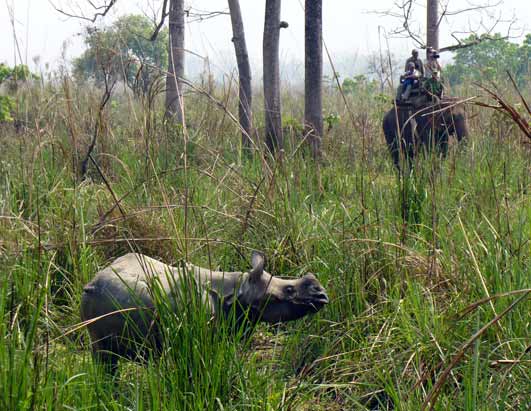 Rhinos
