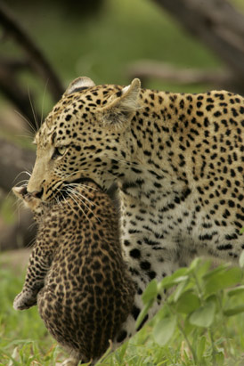 Leopards