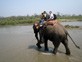 Rhinos
