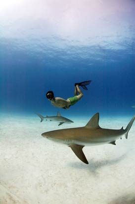 Sharks