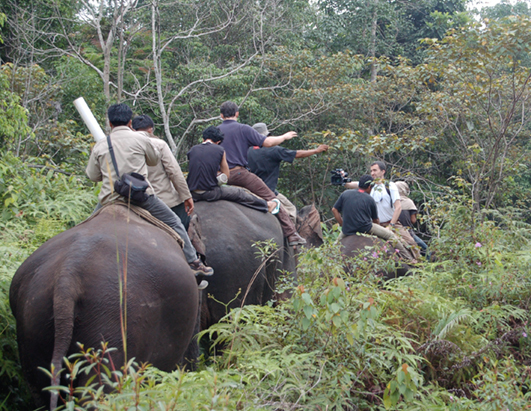 elephant