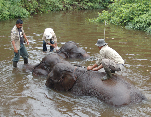 elephant