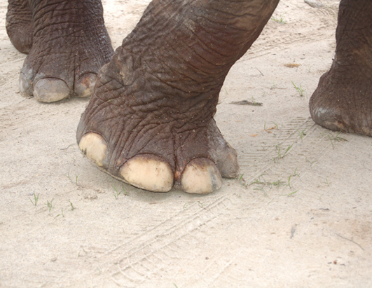 elephant