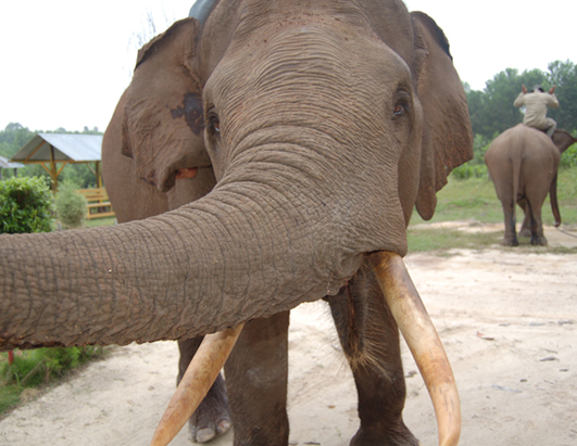 elephant