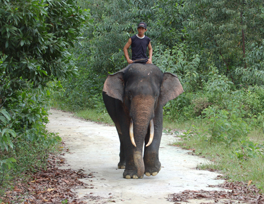elephant
