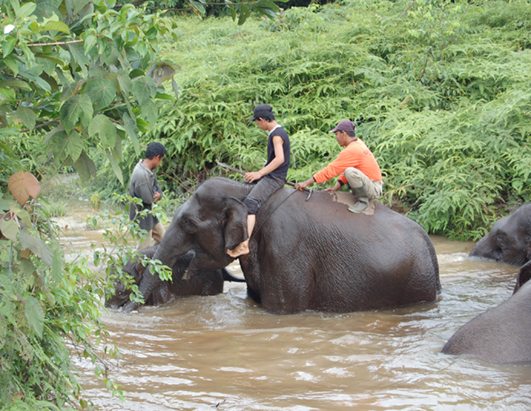 elephant
