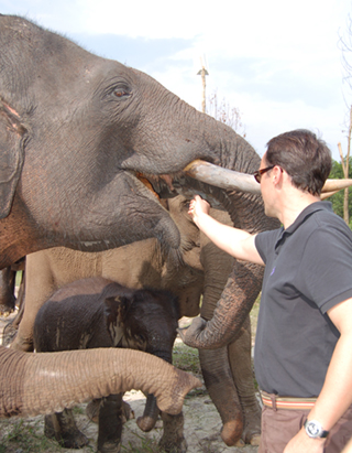 elephant