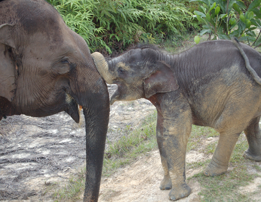 elephant