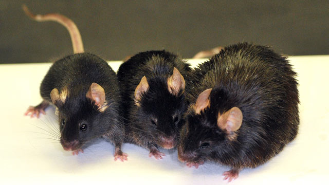 PHOTO: Image of three 24 month old mice: (left) standard diet; (center) high calorie diet + SRT1720; (right) high calorie diet