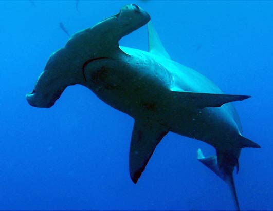 Sharks