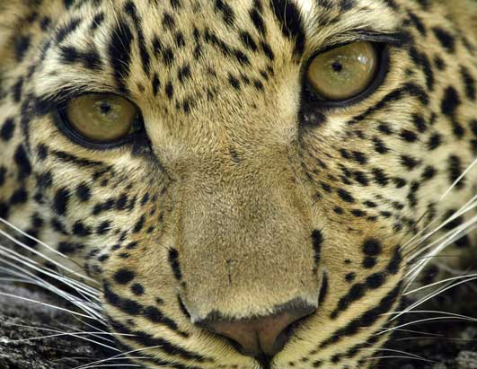 Leopards