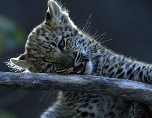 Leopards 