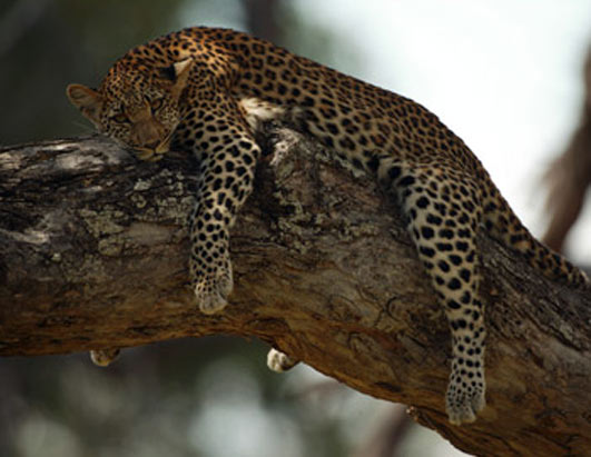 Leopards 