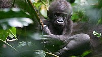 Photo: Mysterious Gorillas Roam Congo's Lowlands: Researcher Observes Group Dynamics, Family Structure of Silverbacks in Lush Habitat
