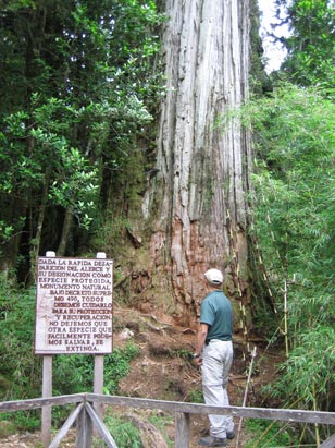 Pumalin Park
